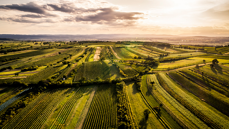 Zu sehen ist die Ried Hoelzl im Weinbaugebiet Leithaberg.