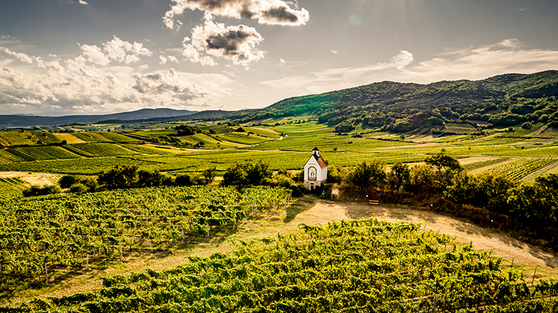 Zu sehen ist die Ried Mandelhöh in Gumpoldskirchen im Weinbaugebiet Thermenregion.